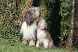 BEARDED COLLIE 389